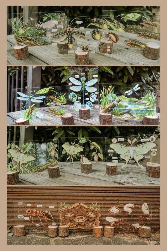 Acrylic Insect Discovery Collection