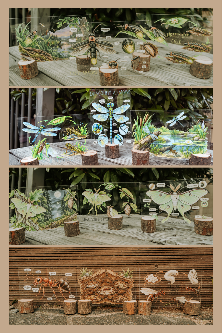 Acrylic Insect Discovery Collection