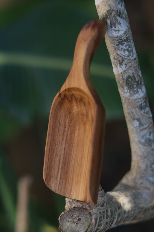 Teak bean scoop