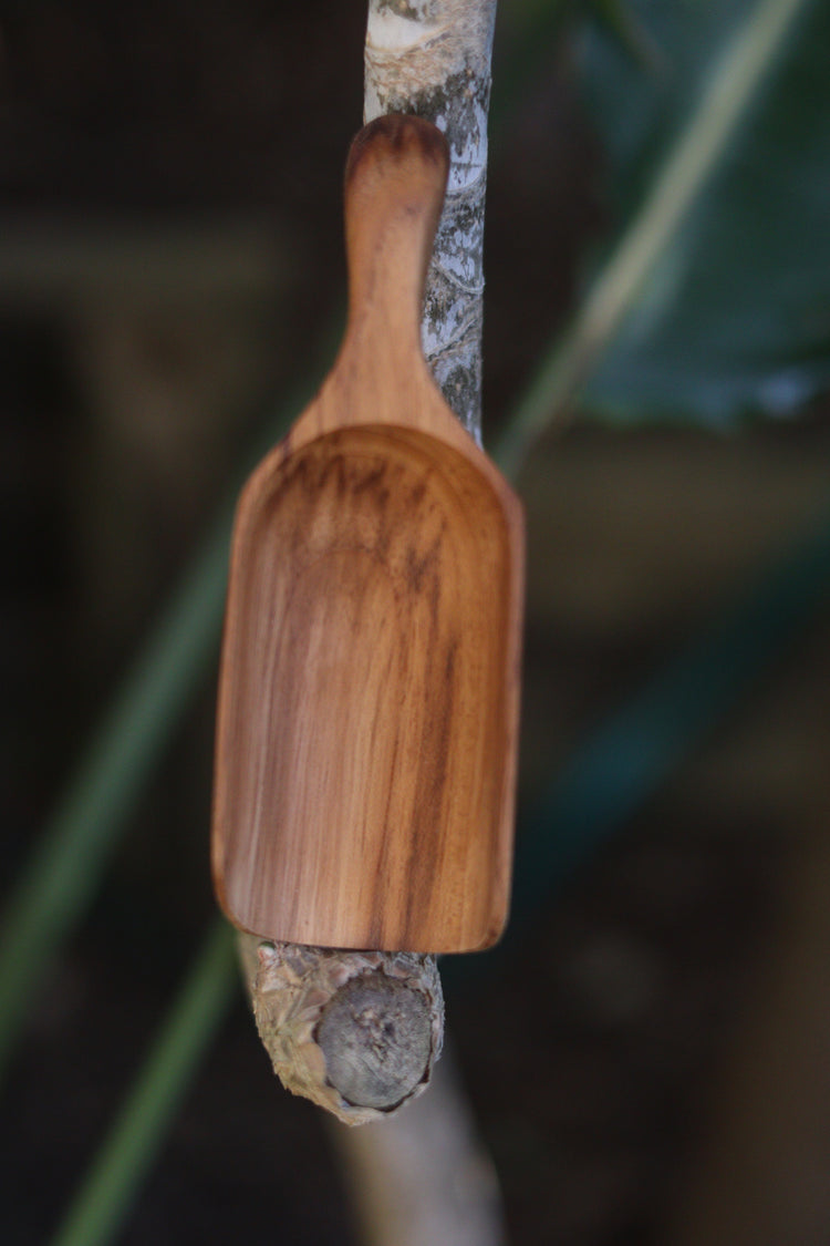 Teak bean scoop