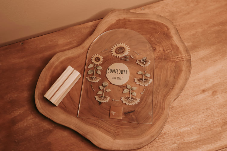 Sunflower Life Cycle Stand