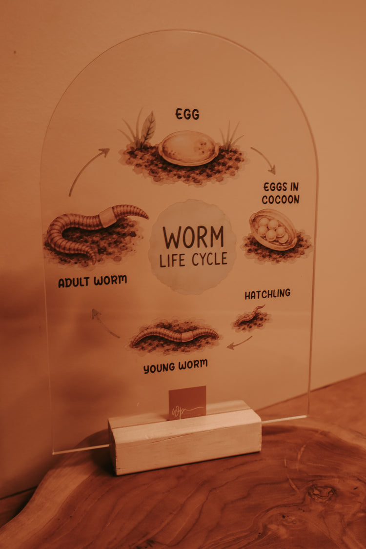 Worm Life Cycle Stand