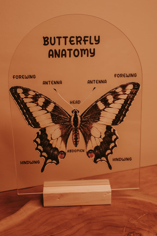 Textured Butterfly Anatomy Stand