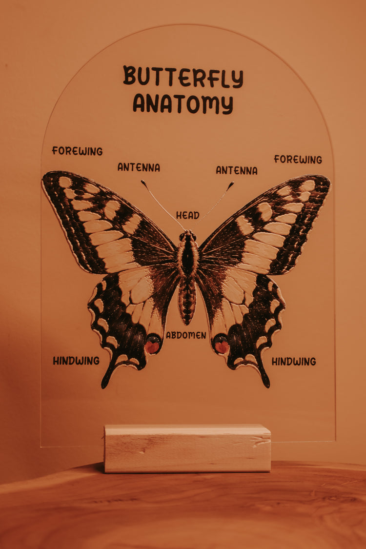 Textured Butterfly Anatomy Stand