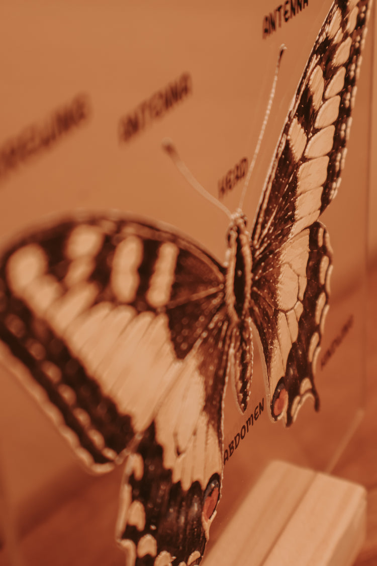 Textured Butterfly Anatomy Stand