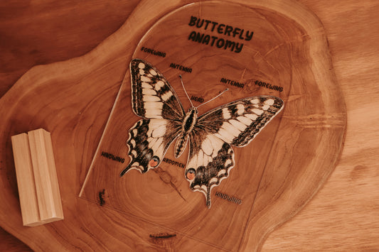 Textured Butterfly Anatomy Stand