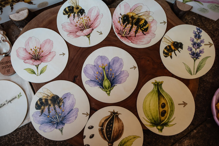 Pollination Discovery Kit | Hands-On Nature & STEM Learning