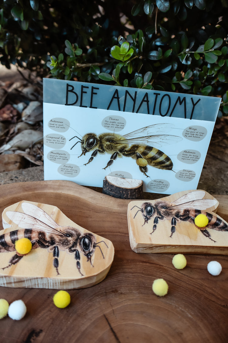 Pollination Discovery Kit | Hands-On Nature & STEM Learning