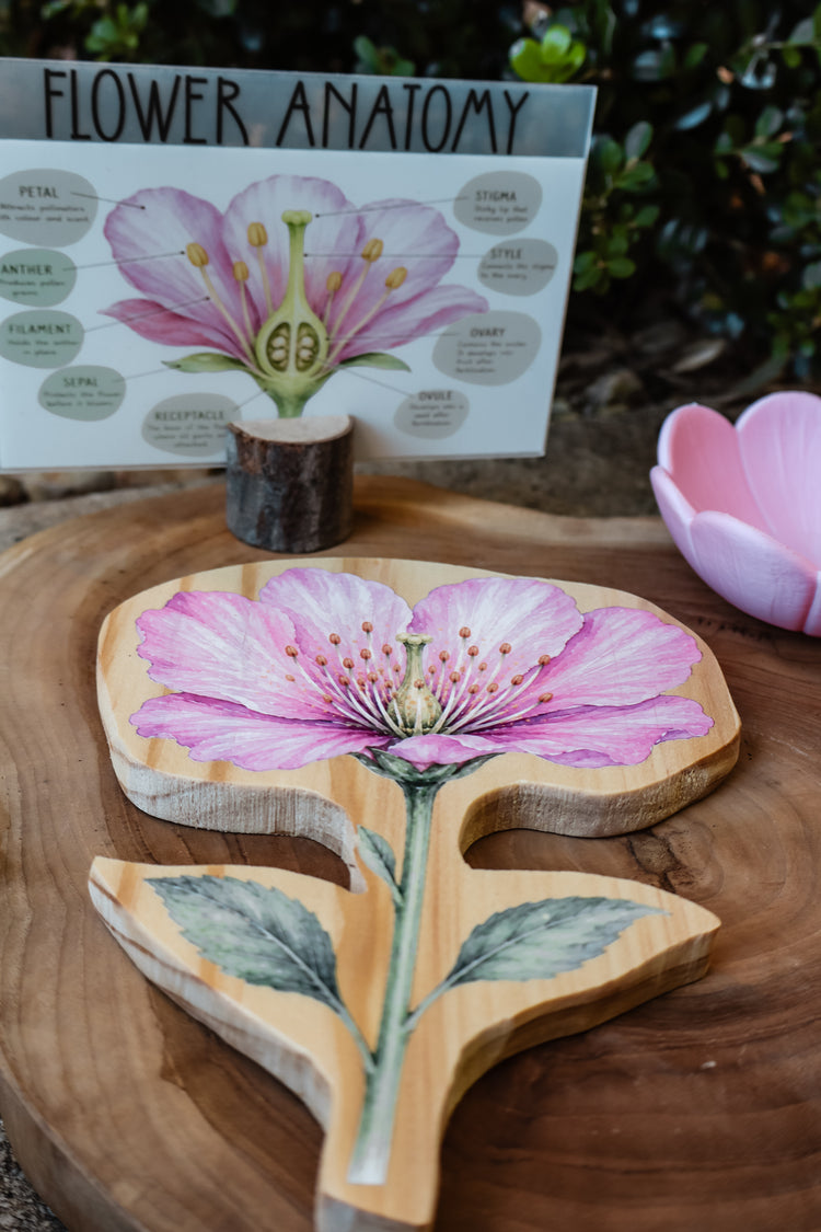 Pollination Discovery Kit | Hands-On Nature & STEM Learning