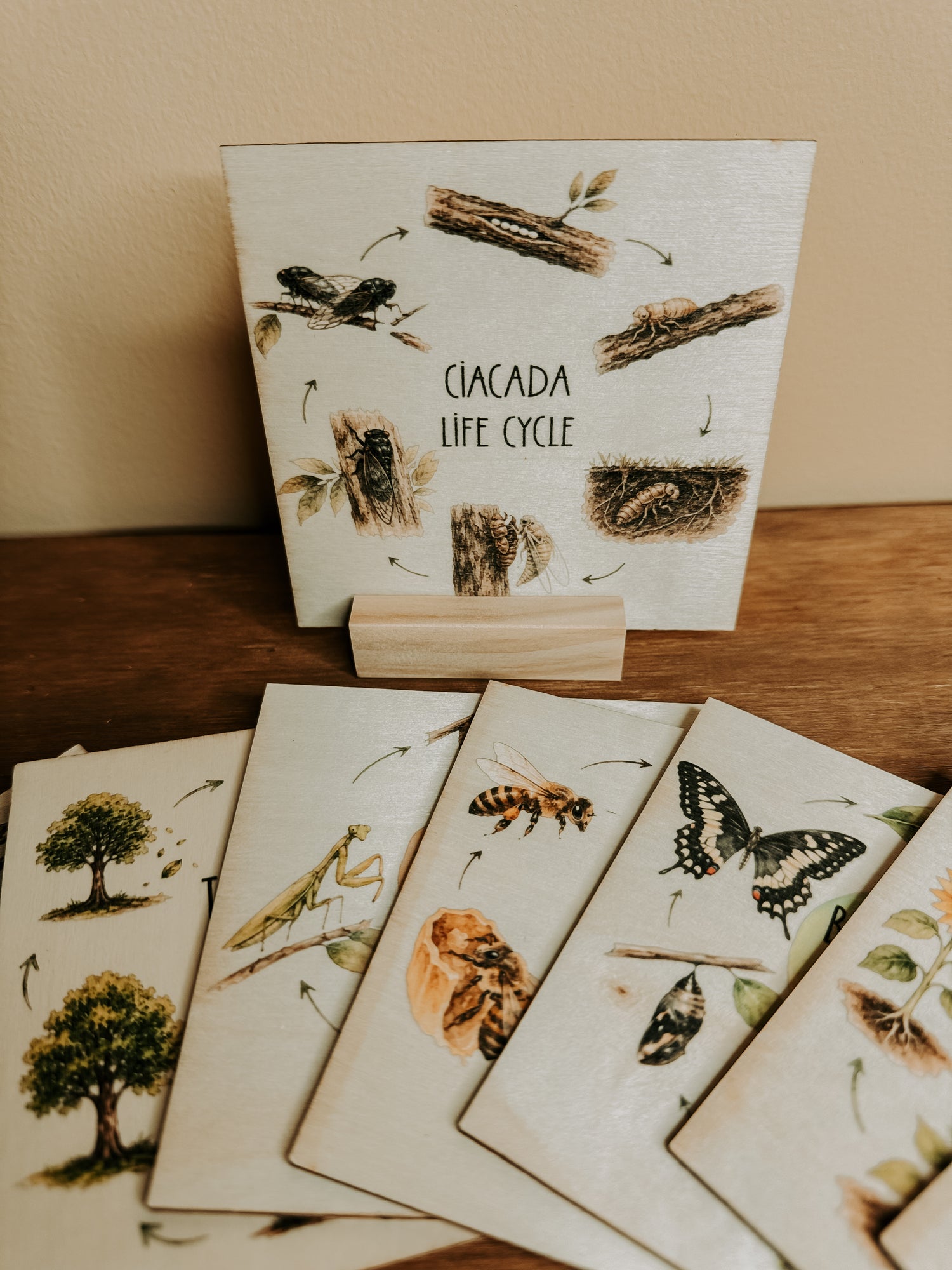 A set of wooden cards displaying the cicada life cycle, arranged on a wooden table against a beige wall. One card stands upright on a small wooden block, showing the title 'CIACADA LIFE CYCLE' with illustrations of cicada nymphs, eggs, and pupae, while other cards fanned out below show stages like trees, a praying mantis, a bee, a butterfly, a chrysalis, and adult insects.