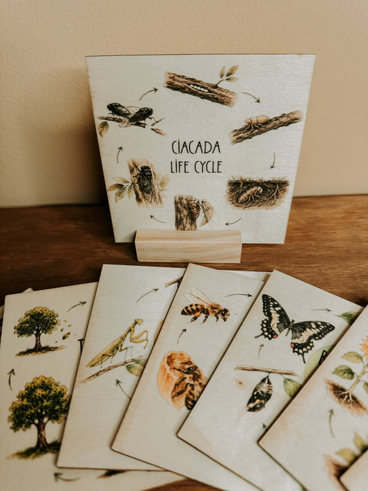 A set of wooden cards displaying the cicada life cycle, arranged on a wooden table against a beige wall. One card stands upright on a small wooden block, showing the title 'CIACADA LIFE CYCLE' with illustrations of cicada nymphs, eggs, and pupae, while other cards fanned out below show stages like trees, a praying mantis, a bee, a butterfly, a chrysalis, and adult insects.