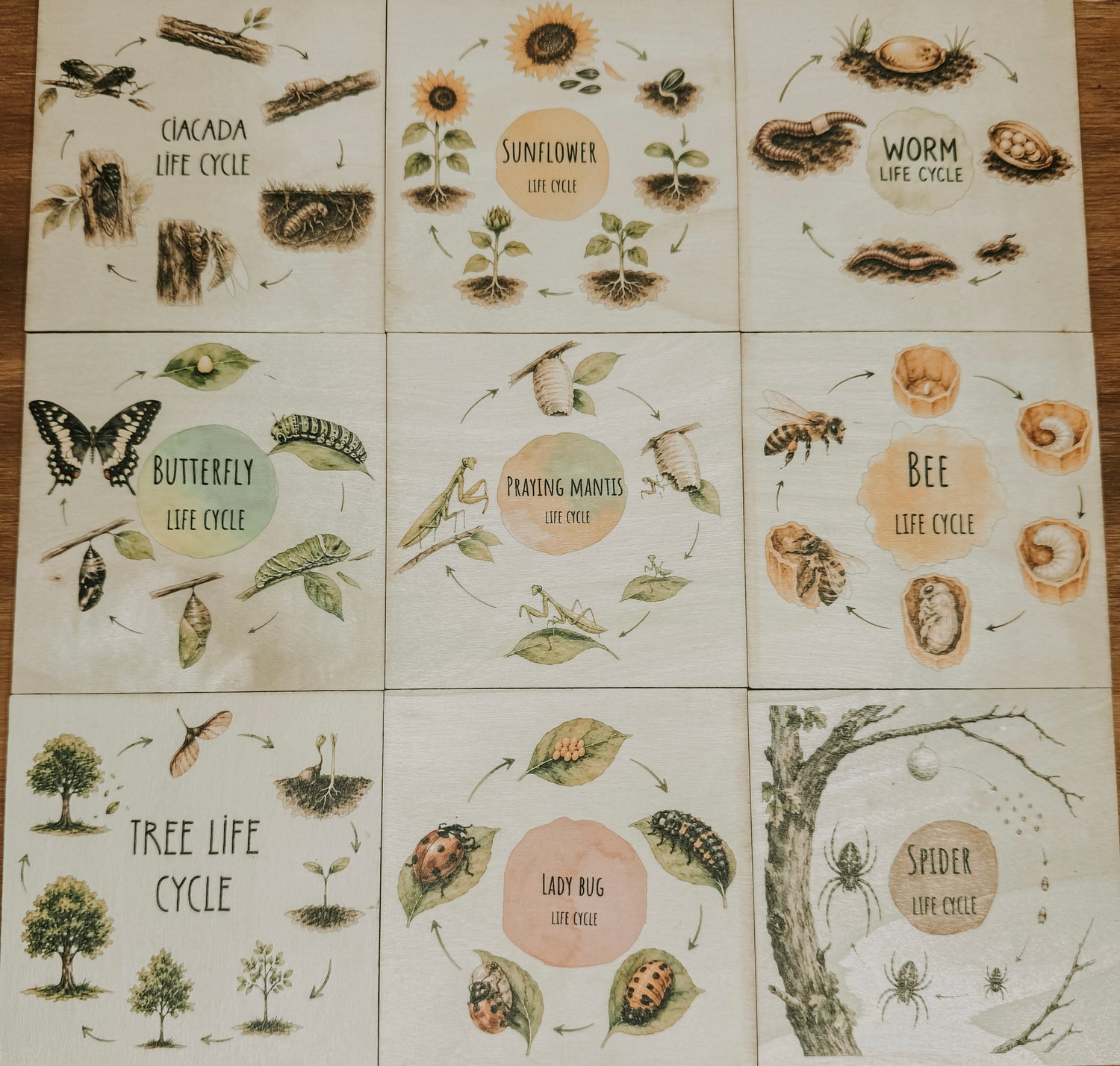 A set of nine square educational life cycle cards arranged in a 3x3 grid on a wooden surface. Each card features a different organism's life cycle (cactus, sunflower, worm, butterfly, plantain mantis, bee, tree, lady bug, spider) with detailed illustrations and labels.