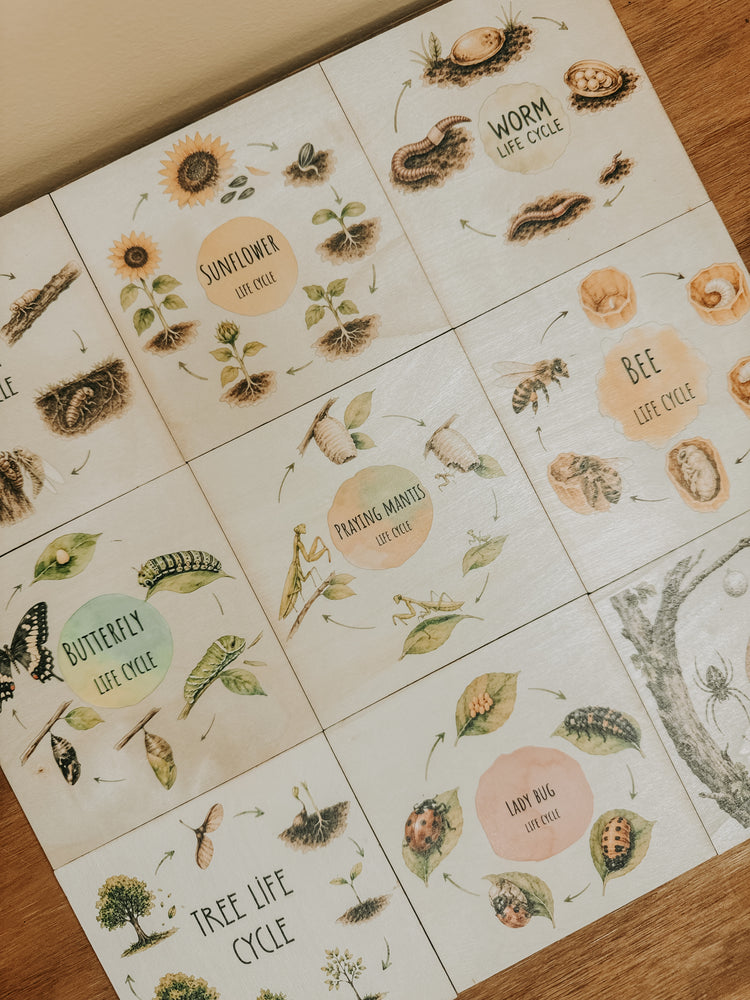 A set of square educational life cycle cards laid out on a wooden surface. The cards feature vintage-style illustrations of insects, plants, and stages such as sunflower, worm, bee, butterfly, and tree life cycles.