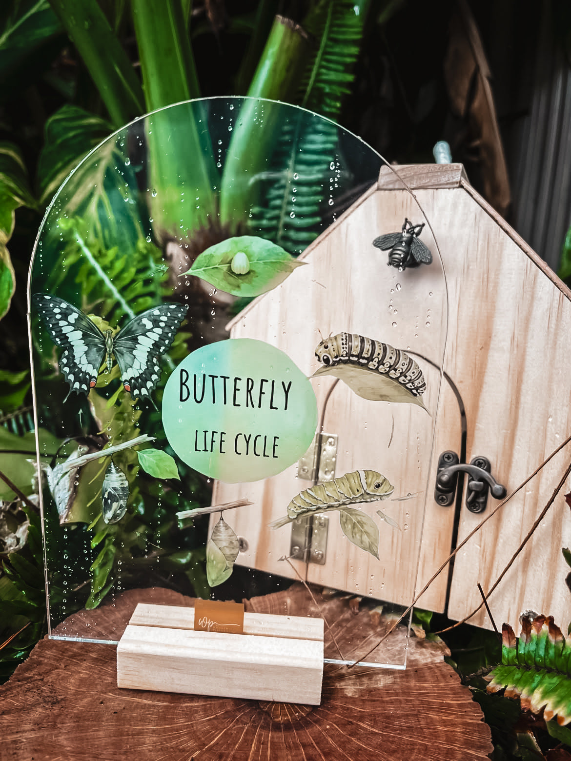 A butterfly life cycle educational display featuring a wooden house facade, clear acrylic arch, caterpillar, butterfly, egg, and larva specimens, with a round sign reading 'BUTTERFLY LIFE CYCLE' on a wooden stand.