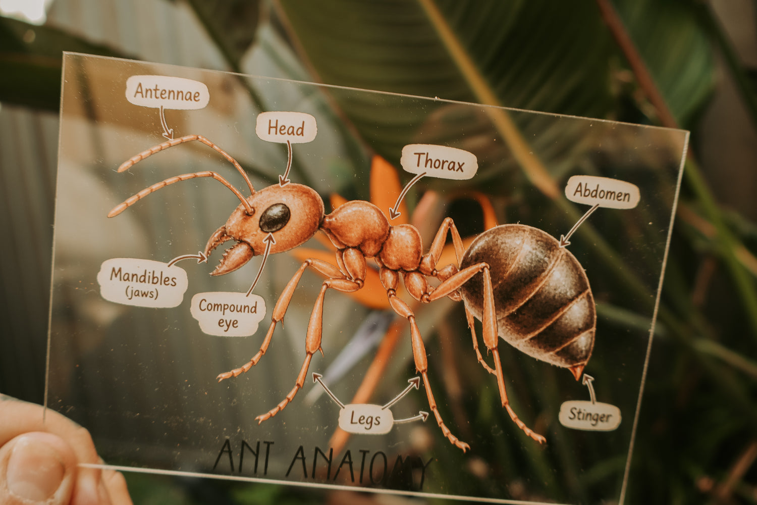 Acrylic sign with ant anatomy 
