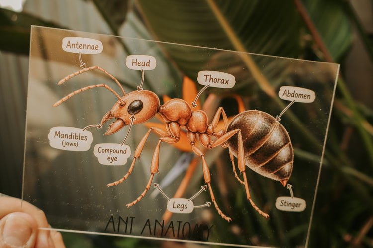 Acrylic sign with ant anatomy 