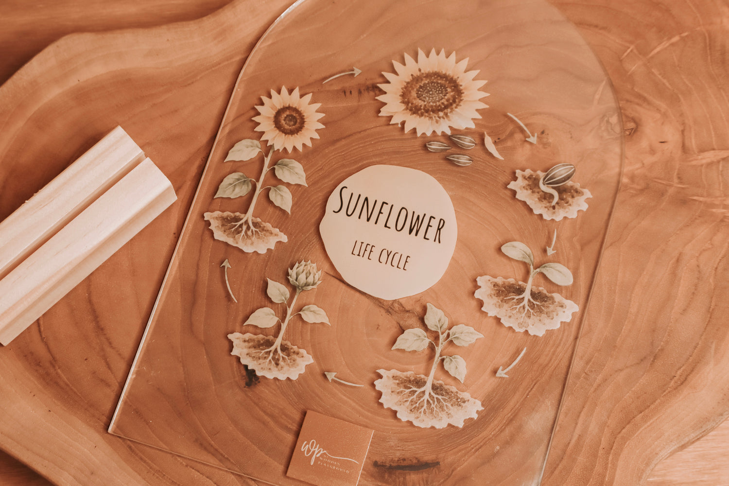 sunflower life cycle 