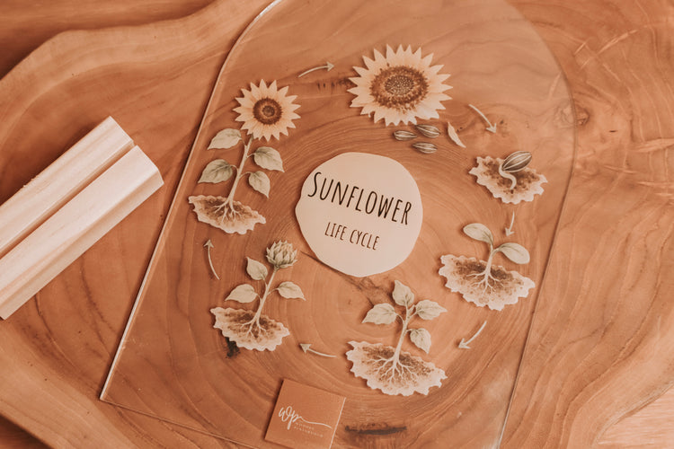 sunflower life cycle 