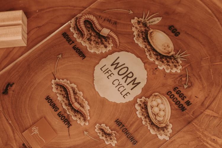A wooden board printed with a worm life cycle diagram, showing labeled stages including egg, eggs in cocoon, young worm, adult worm, and hatchling, arranged in a circular flow on a wood-grain surface.